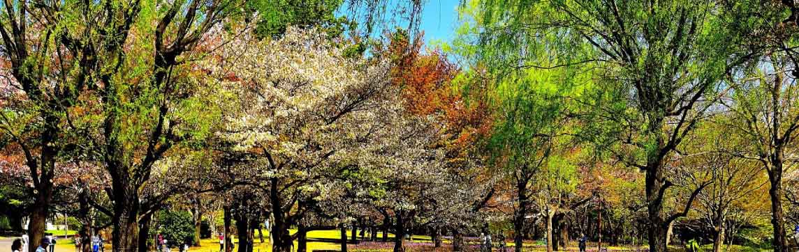 manutenzione parchi e giardini padova